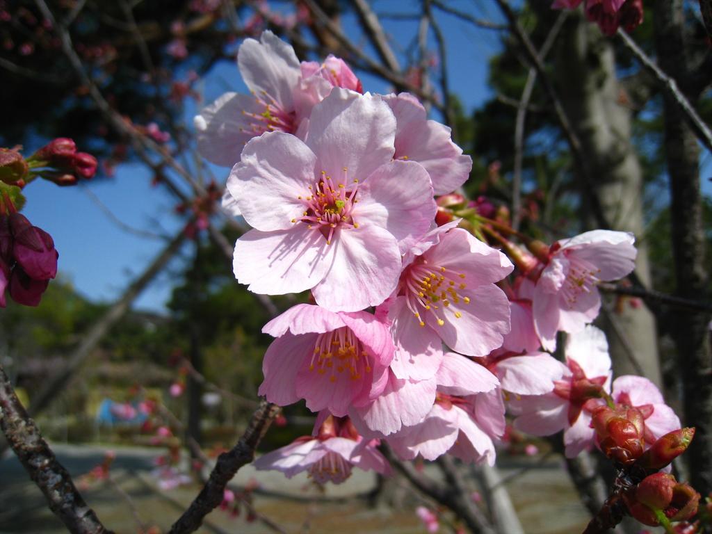 Holiday Cottage Green Valley 白马村 外观 照片